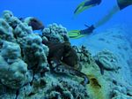 Hawaii Scuba divng 49