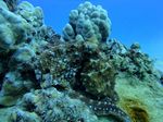 Hawaii Scuba divng 51