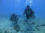 Hawaii Scuba divng 20