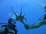 Hawaii Scuba divng 30