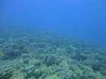 Hawaii Scuba divng 37