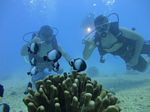 Hawaii Scuba divng 56