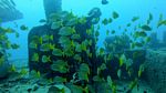 Hawaii scuba 17