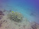 Hawaii Scuba divng 13
