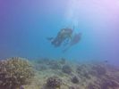 Hawaii Scuba divng 14