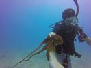 Hawaii Scuba divng 20