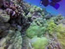 Hawaii Scuba divng 31