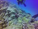 Hawaii Scuba divng 32