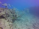 Hawaii Scuba divng 39