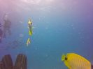 Hawaii Scuba divng 03