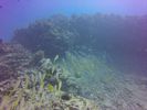 Hawaii Scuba divng 42