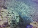 Hawaii Scuba divng 43