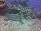 Hawaii Scuba divng 46