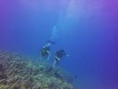 Hawaii Scuba divng 57