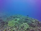 Hawaii Scuba divng 58