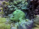 Hawaii Scuba divng 63