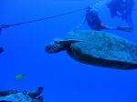 Hawaii Scuba divng 11