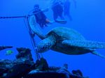 Hawaii Scuba divng 12