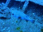 Hawaii Scuba divng 16