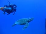 Hawaii Scuba divng 25