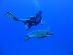 Hawaii Scuba divng 26