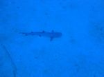 Hawaii Scuba divng 31