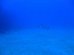 Hawaii Scuba divng 33