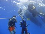 Hawaii Scuba divng 43