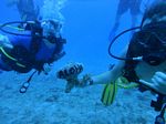 Hawaii Scuba divng 48