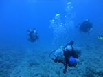 Hawaii Scuba divng 51