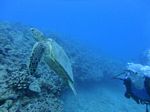 Hawaii Scuba divng 67