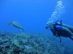 Hawaii Scuba divng 68