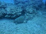 Hawaii Scuba divng 69