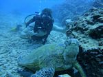 Hawaii Scuba divng 73