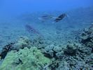 Hawaii Scuba divng 14