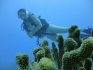 Hawaii Scuba divng 21