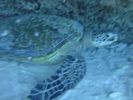 Hawaii Scuba divng 36