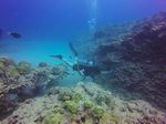 Hawaii Scuba divng 58