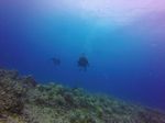 Hawaii Scuba divng 75