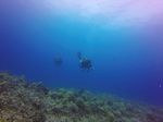 Hawaii Scuba divng 76