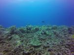 Hawaii Scuba divng 79