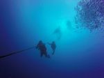 Hawaii Scuba divng 07