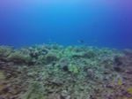 Hawaii Scuba divng 80