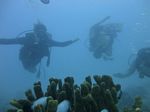 Hawaii Scuba divng 10