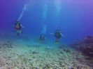 Hawaii Scuba divng 18