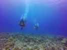 Hawaii Scuba divng 24