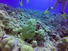 Hawaii Scuba divng 37