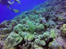 Hawaii Scuba divng 39