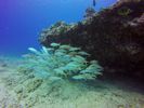 Hawaii Scuba divng 56