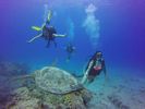 Hawaii Scuba divng 67